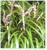 ヤブランの写真