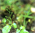 ハイハマボッスの写真