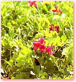 ハマエンドウの写真