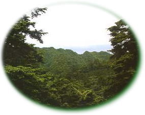 モミ・ツガ林の写真