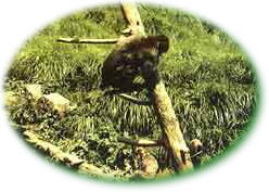 ニホンザルの写真