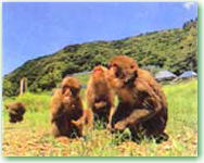 ニホンザルの写真