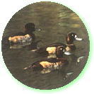 キンクロハジロ