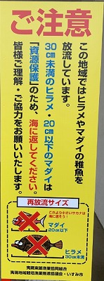 ヒラメ、マダイ再放流喚起の看板