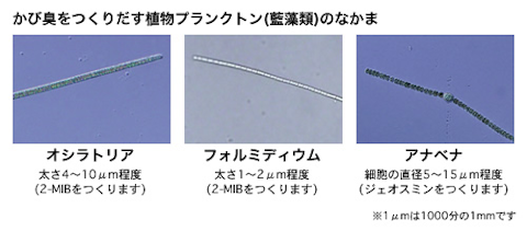 かび臭をつくりだす植物プランクトン(藍藻類)のなかま写真オシラトリア、フォルミディウム、アナベナ