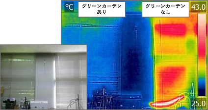 グリーンカーテンの効果3